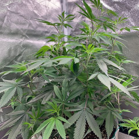 91 Octane clone  growlog timeline photo