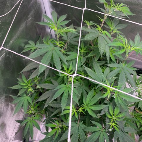 91 Octane clone  growlog timeline photo
