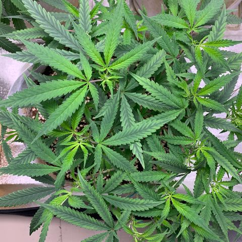 Sugar Cane Clone growlog timeline photo