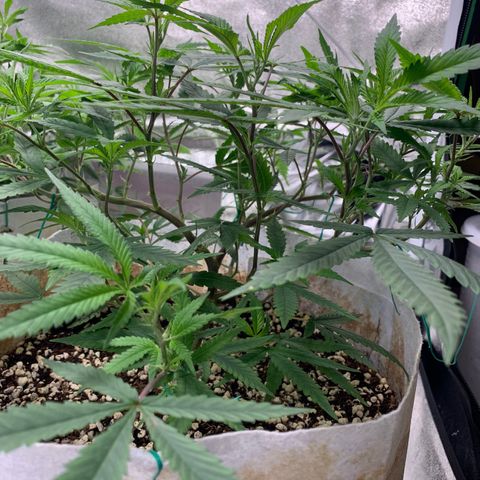 Sugar Cane Clone growlog timeline photo