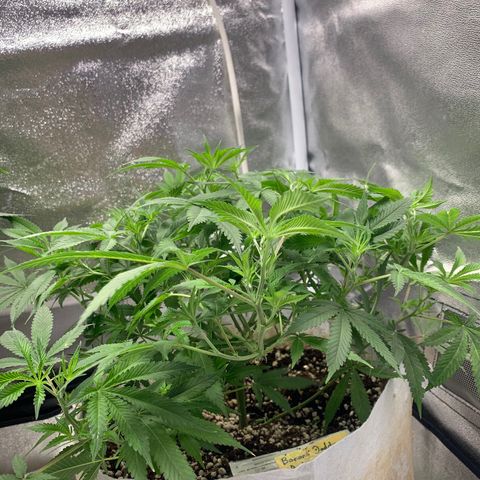 Banana Daddy Auto Clone growlog timeline photo