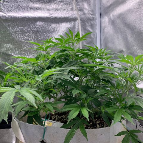 Banana Daddy Auto Clone growlog timeline photo