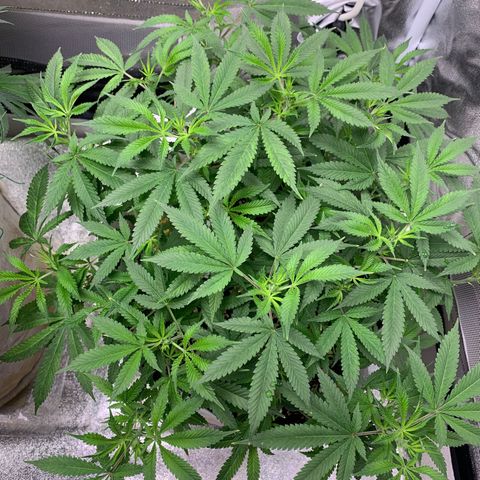 Banana Daddy Auto Clone growlog timeline photo