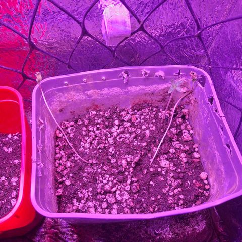 3 prensadus kush growlog timeline photo