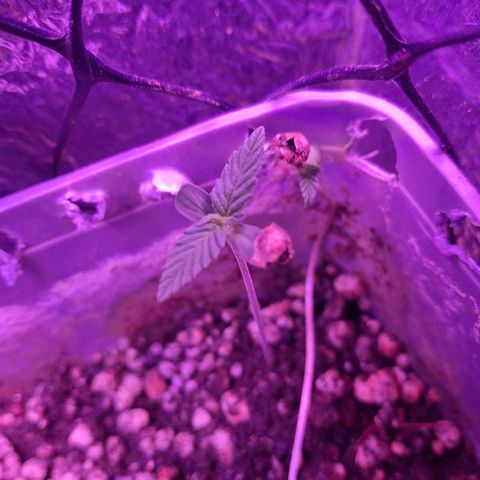 3 prensadus kush growlog timeline photo
