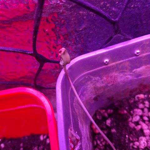 3 prensadus kush growlog timeline photo