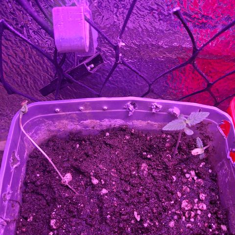 3 prensadus kush growlog photo: Tem 1 saudável, robusta crescendo bem e rápido.
As outras 2 estão travadas nessa fase, acho que porque posicionei na borda do pote.
Uma eu transferi mais pro meio, e a outra n posso mexer pois esta junto da outra que está saudável, paciência. Até o momento tenho uma Ok