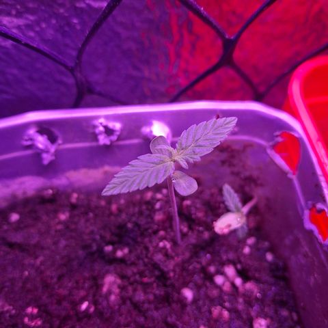 3 prensadus kush growlog photo: Tem 1 saudável, robusta crescendo bem e rápido.
As outras 2 estão travadas nessa fase, acho que porque posicionei na borda do pote.
Uma eu transferi mais pro meio, e a outra n posso mexer pois esta junto da outra que está saudável, paciência. Até o momento tenho uma Ok