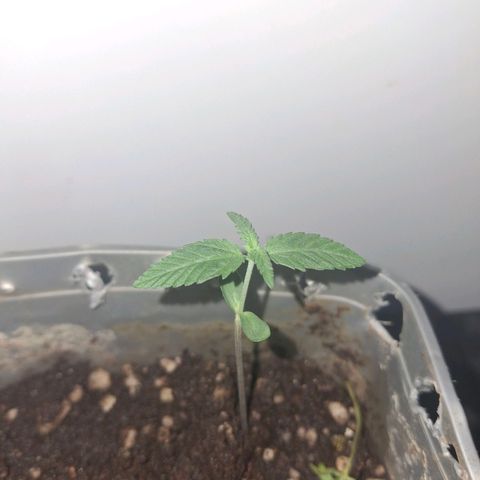 3 prensadus kush growlog timeline photo