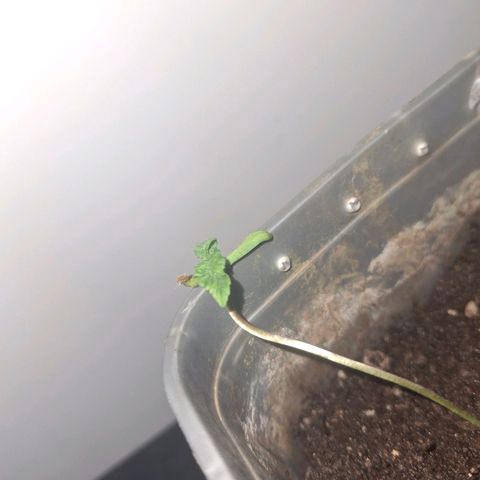 3 prensadus kush growlog timeline photo