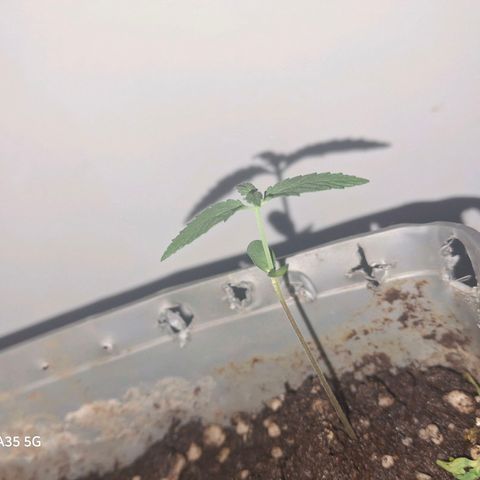 3 prensadus kush growlog timeline photo