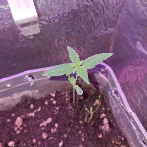3 prensadus kush growlog timeline photo
