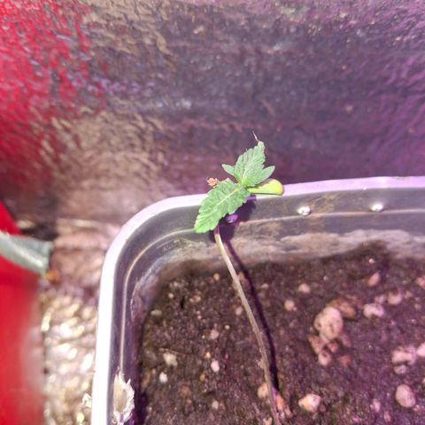 3 prensadus kush growlog timeline photo