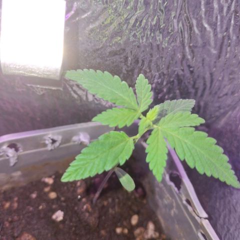 3 prensadus kush growlog photo: Saudáveis 