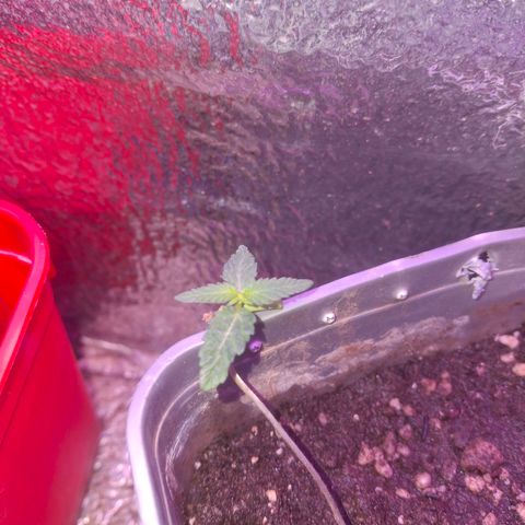 3 prensadus kush growlog photo: Saudáveis 