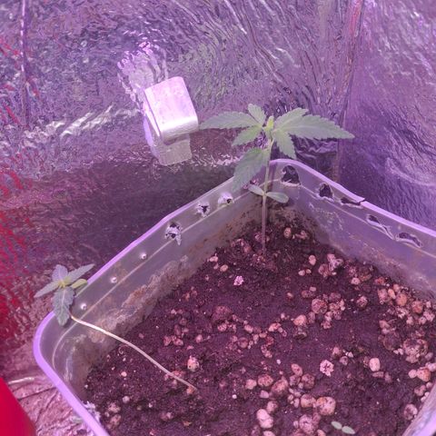 3 prensadus kush growlog photo: Saudáveis 