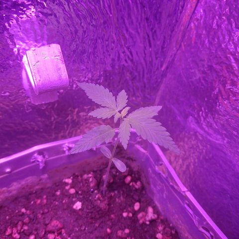 3 prensadus kush growlog photo: Saudáveis 