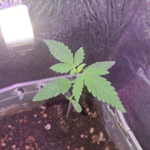 3 prensadus kush growlog photo: Saudáveis 