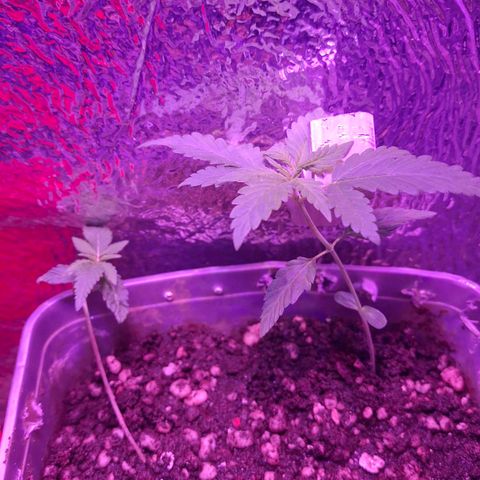 3 prensadus kush growlog timeline photo