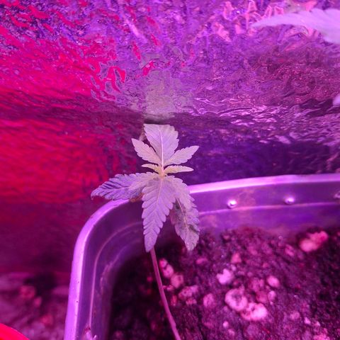 3 prensadus kush growlog timeline photo