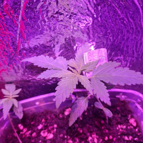 3 prensadus kush growlog timeline photo