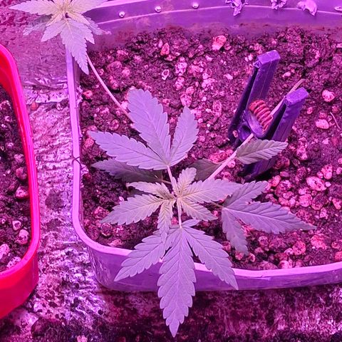 3 prensadus kush growlog timeline photo