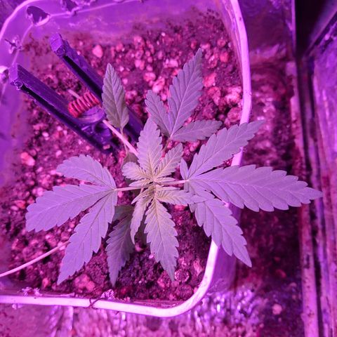 3 prensadus kush growlog timeline photo