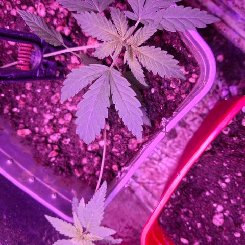 3 prensadus kush growlog timeline photo