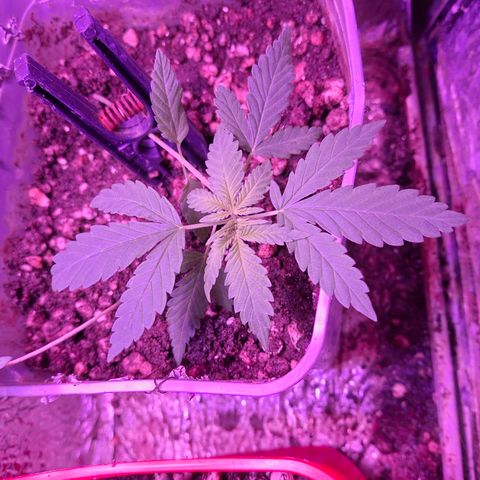 3 prensadus kush growlog timeline photo