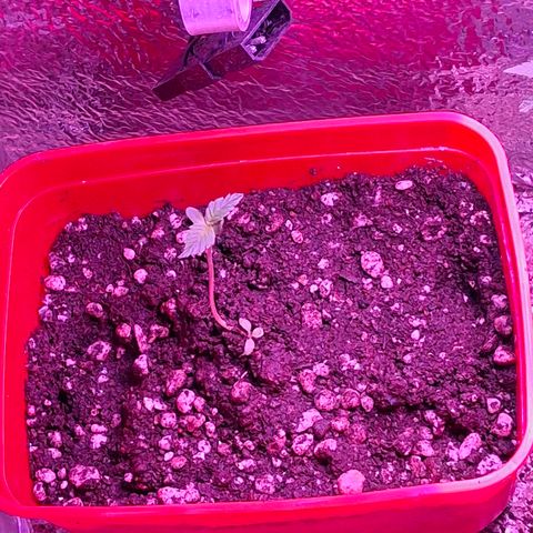 3 prensadus kush growlog timeline photo