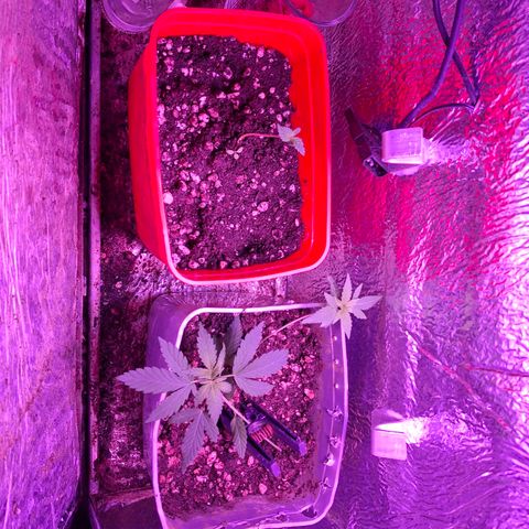 3 prensadus kush growlog timeline photo