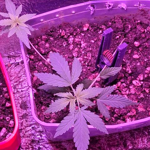3 prensadus kush growlog timeline photo