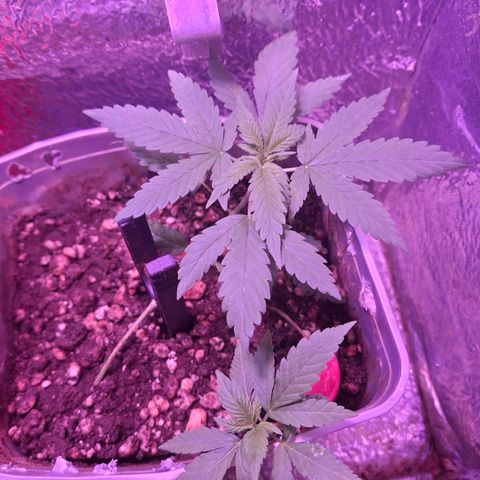 3 prensadus kush growlog photo: Muito saudável crescimento robusto, pretendo entrar com nutrientes semana que vem. Uma esta crescendo mais lento porém a outra está compensando, vamos firme