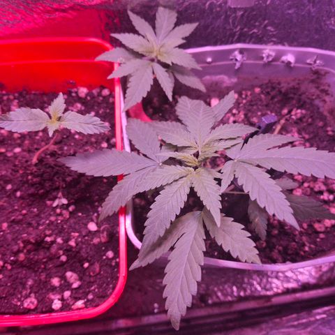3 prensadus kush growlog timeline photo