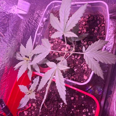 3 prensadus kush growlog timeline photo