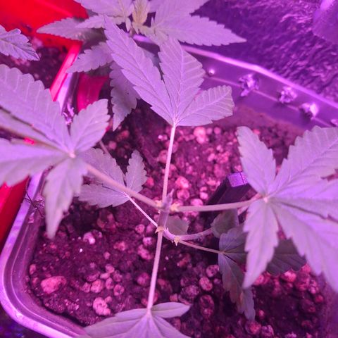 3 prensadus kush growlog timeline photo