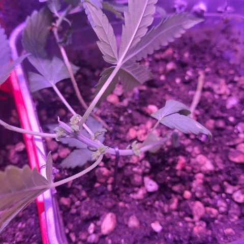 3 prensadus kush growlog timeline photo