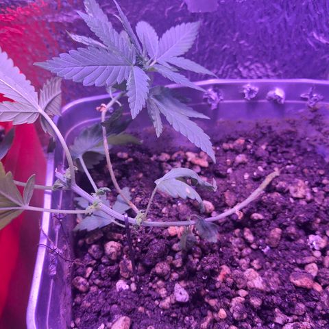 3 prensadus kush growlog timeline photo