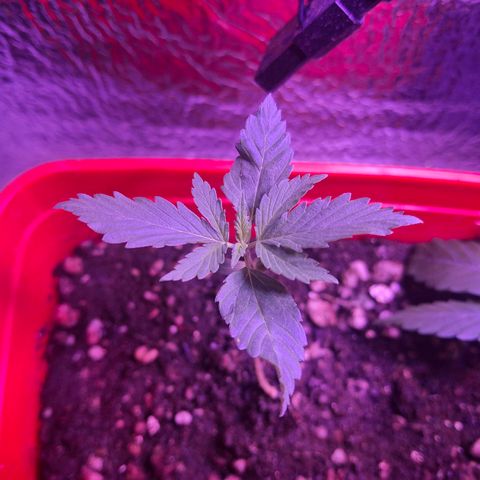 3 prensadus kush growlog timeline photo