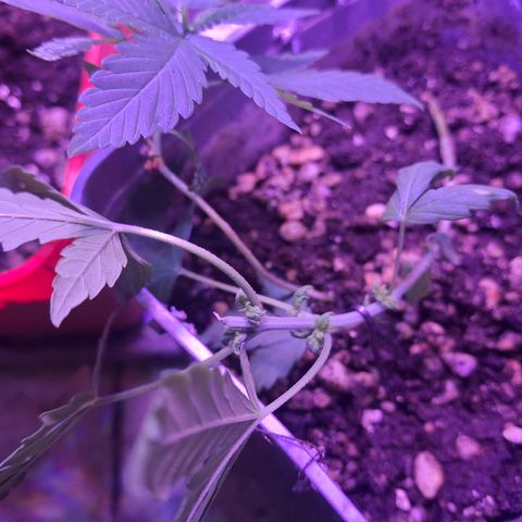 3 prensadus kush growlog timeline photo