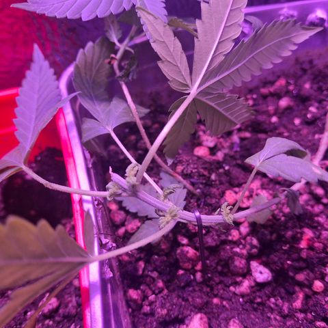 3 prensadus kush growlog timeline photo