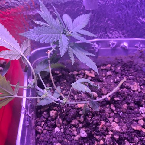 3 prensadus kush growlog timeline photo