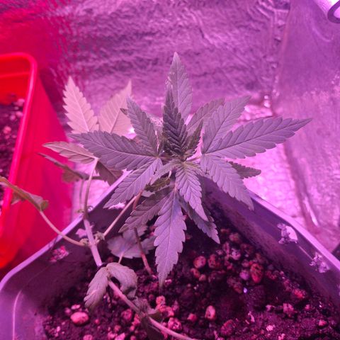 3 prensadus kush growlog timeline photo