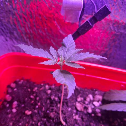 3 prensadus kush growlog timeline photo