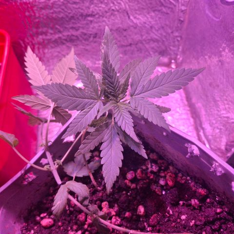 3 prensadus kush growlog timeline photo