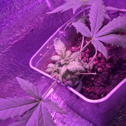3 prensadus kush growlog timeline photo