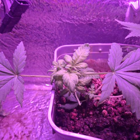 3 prensadus kush growlog timeline photo
