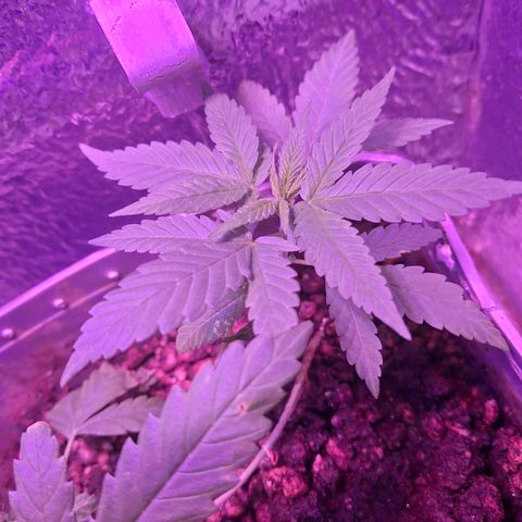 3 prensadus kush growlog timeline photo