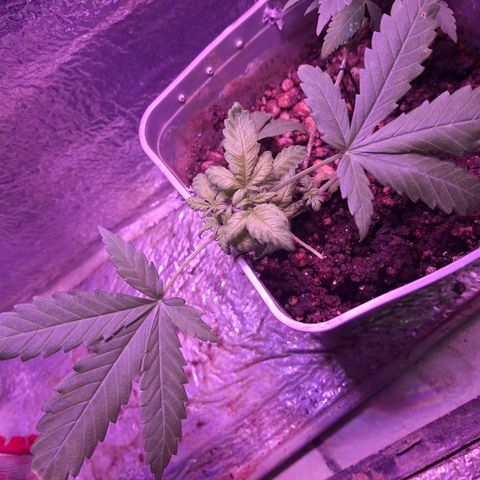 3 prensadus kush growlog timeline photo