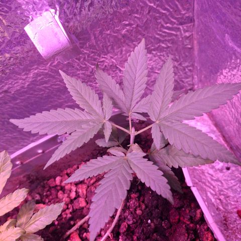 3 prensadus kush growlog timeline photo